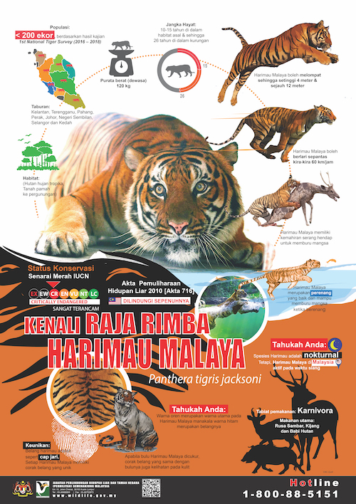 Kenali Raja Rimba Harimau Malaya (2019) | Tool Kit | Malaysia Biodiversity  Information System (MyBIS)